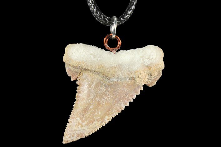 Fossil Shark (Palaeocarcharodon) Tooth Necklace -Morocco #110223